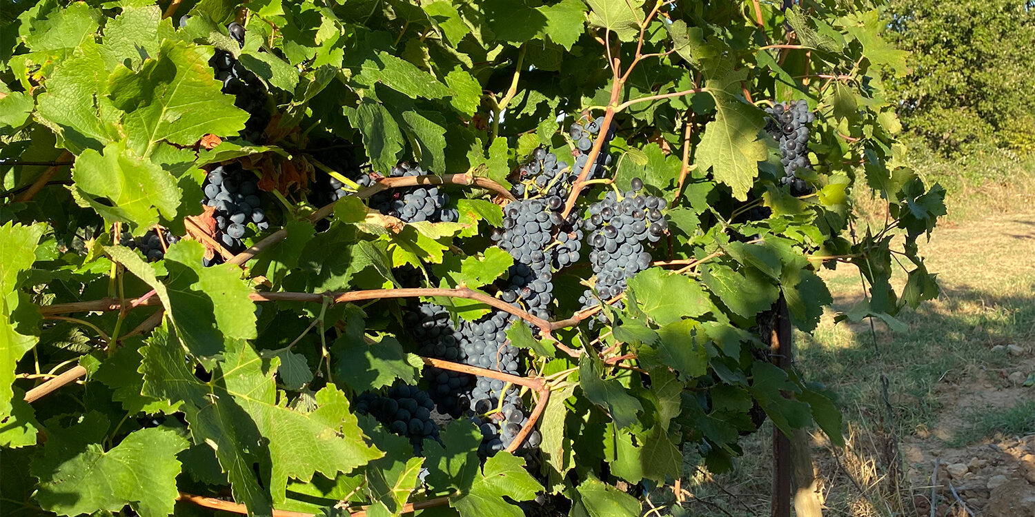 vendanges